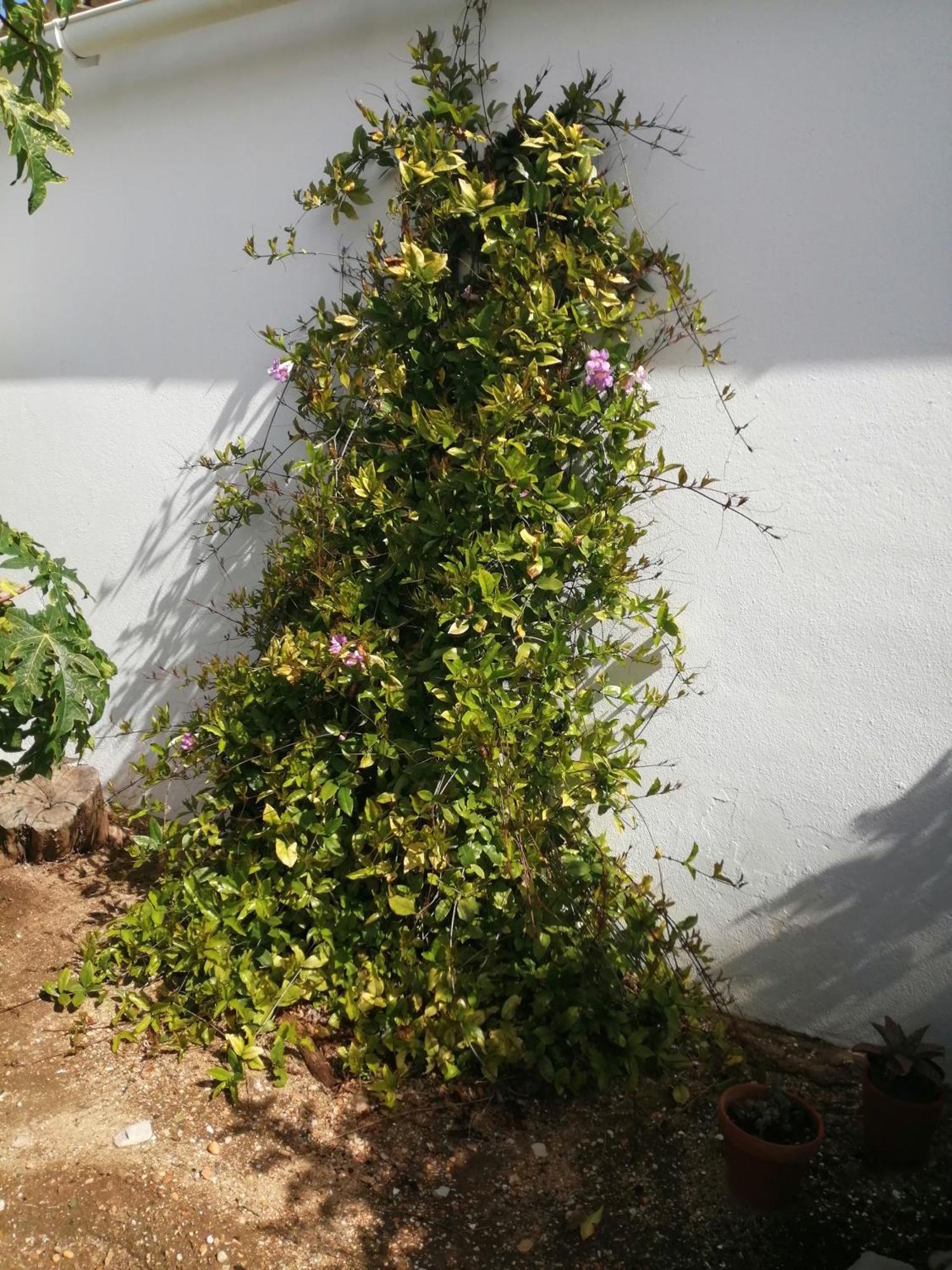 Duas Casas De Ferias Medronhal Faro Em 520 - 2 Exteriör bild